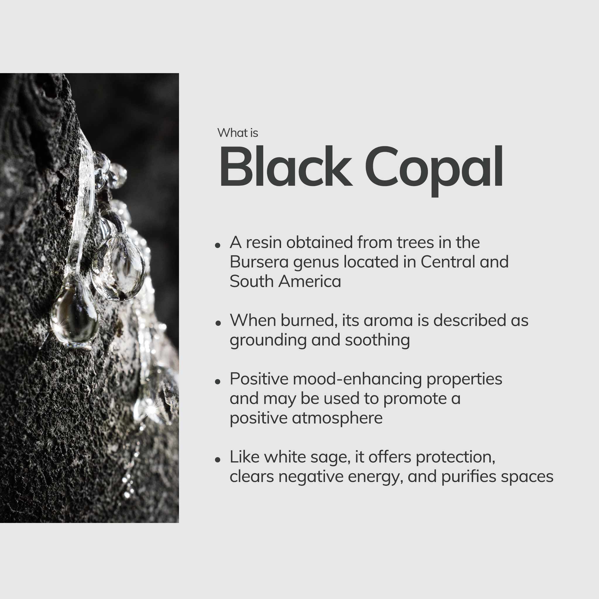 Left: copal resin from a tree; Right: bullet list telling what is black copal is used for.