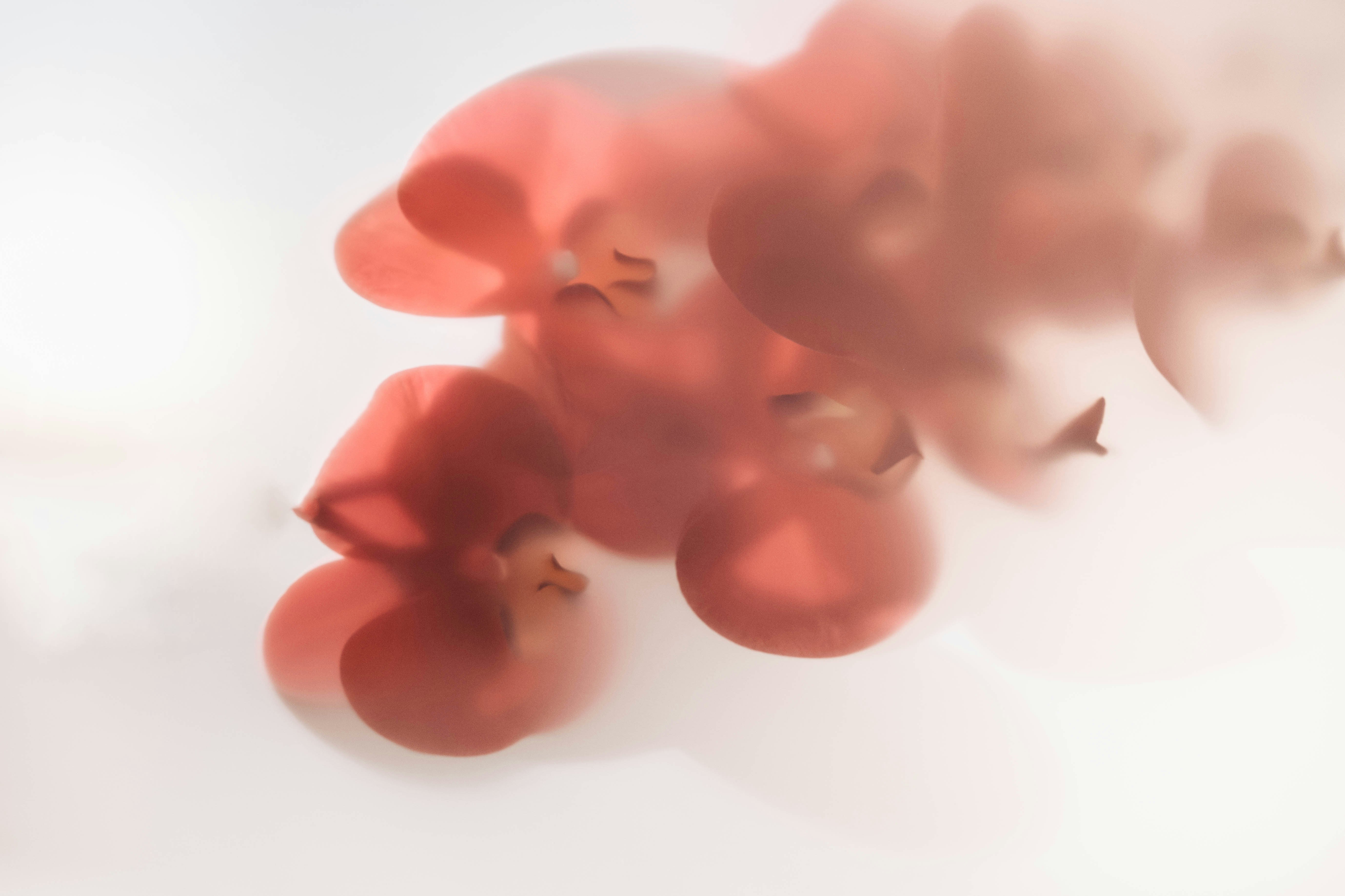 The Senses of June: A Mindful Ritual of Emptying, Lingering, and Fulfilling