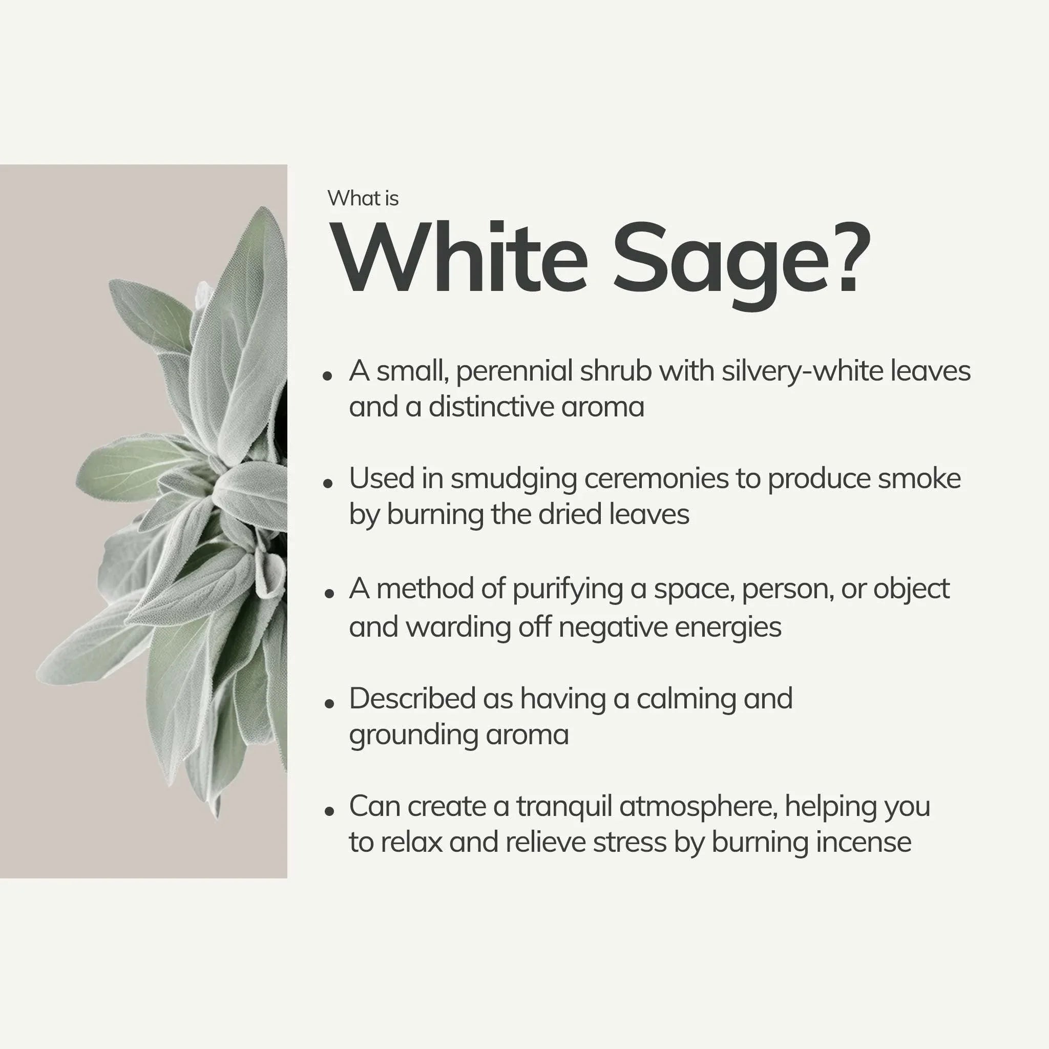 CEDAR AND MYRRH Organic White Sage Smudge Stick