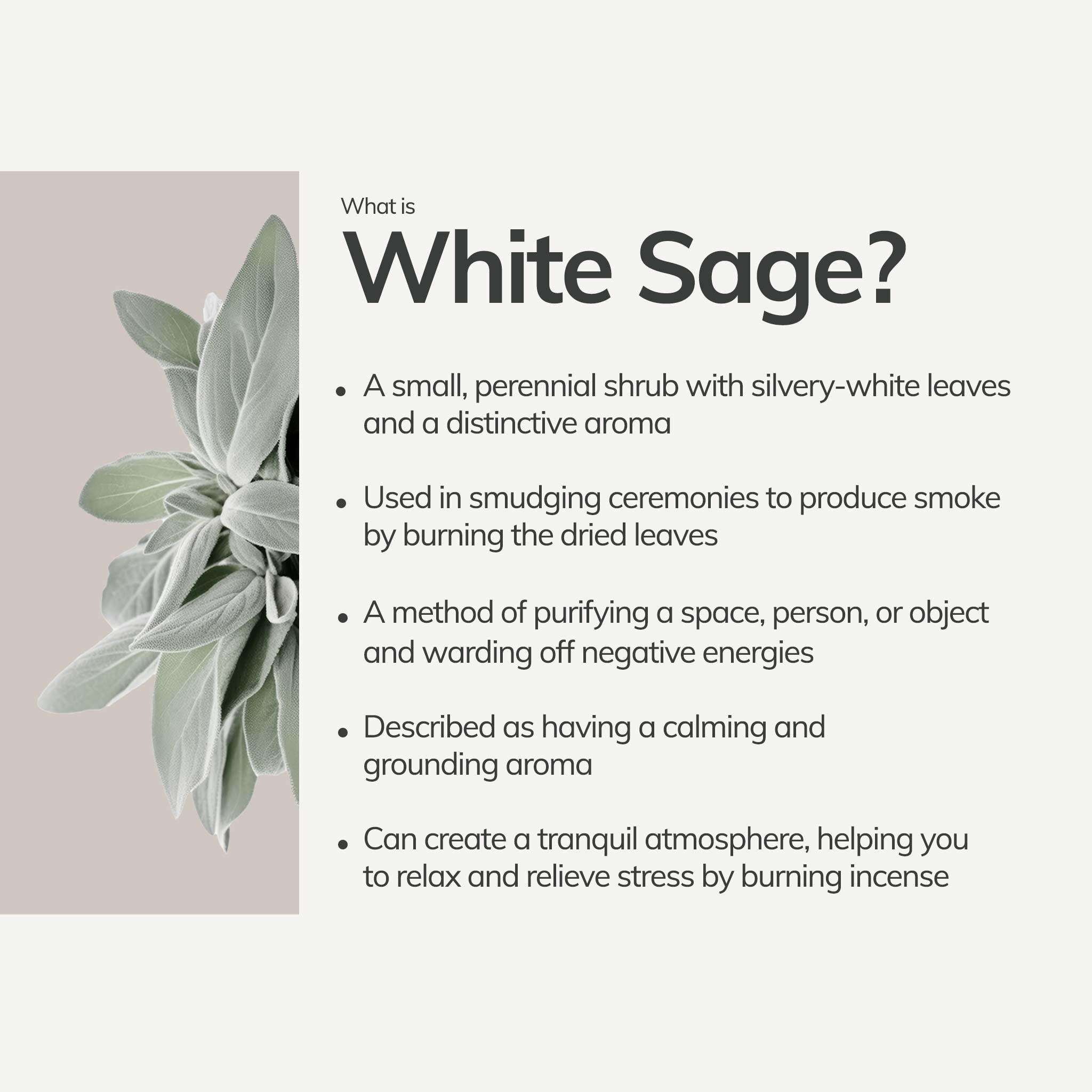 Left: White Sage Leaves; Right: Bullet list about what is white sage used for.